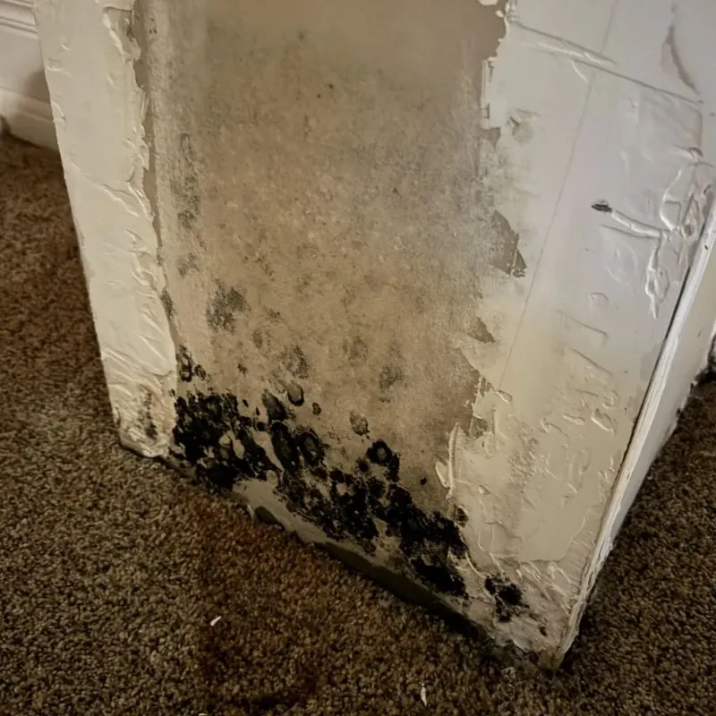 Professional Mold Removal in Mangum, OK